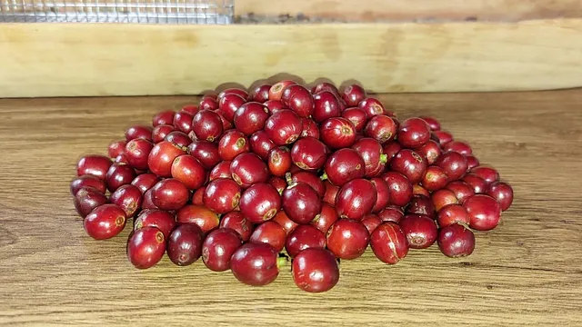 Fotografía del proceso relacionada con Buenas Prácticas Agrícolas del Cafetal